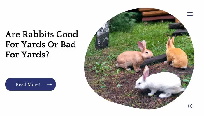 Are Rabbits Good For Yards Or Bad For Yards?