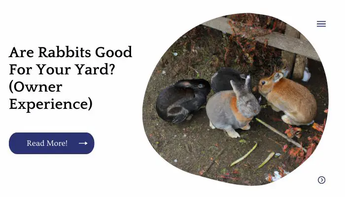 Are Rabbits Good For Your Yard? (Owner Experience)