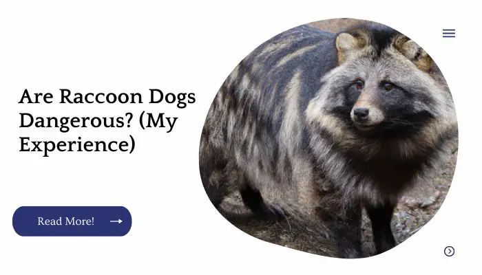 Are Raccoon Dogs Dangerous? (My Experience)