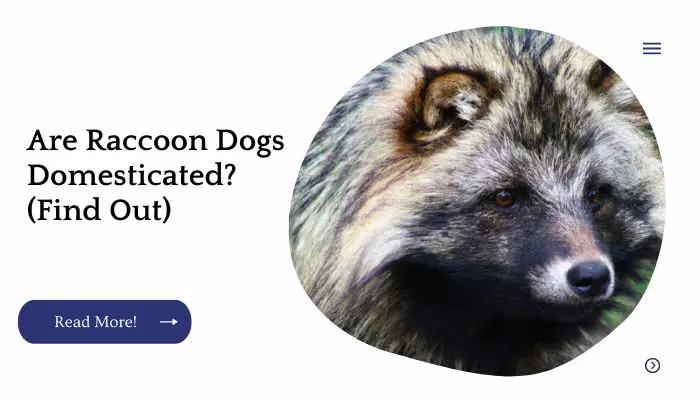 Are Raccoon Dogs Domesticated? (Find Out)