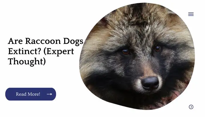 Are Raccoon Dogs Extinct? (Expert Thought)