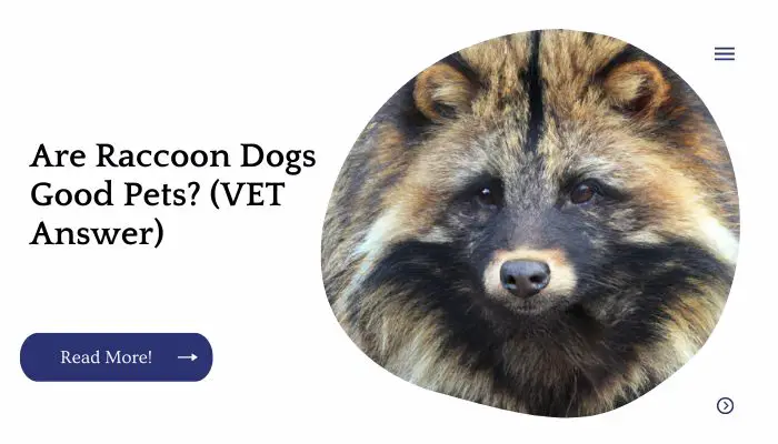 Are Raccoon Dogs Good Pets? (VET Answer)