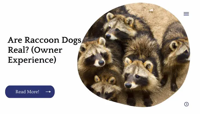 Are Raccoon Dogs Real? (Owner Experience)