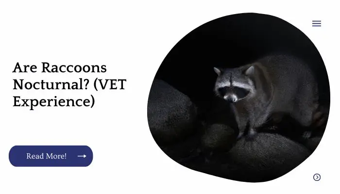 Are Raccoons Nocturnal? (VET Experience)