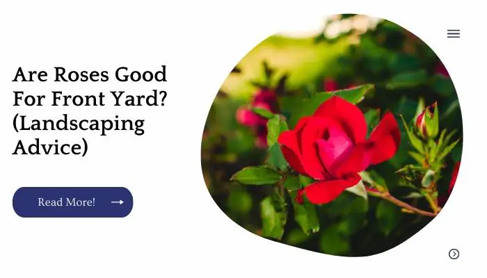 Are Roses Good For Front Yard? (Landscaping Advice)