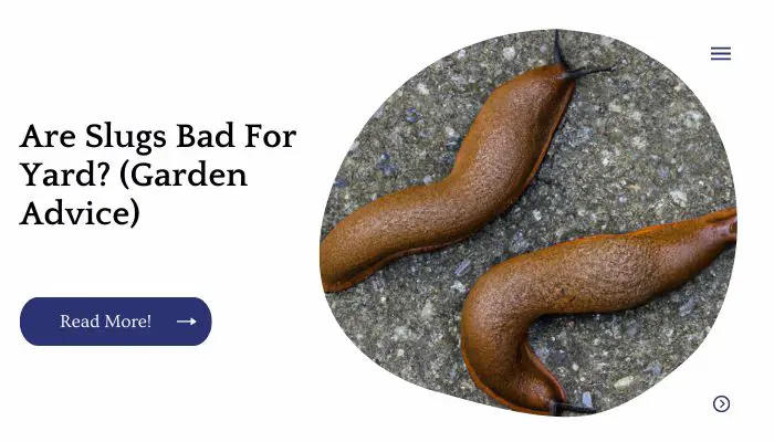Are Slugs Bad For Yard? (Garden Advice)