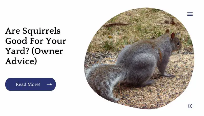Are Squirrels Good For Your Yard? (Owner Advice)