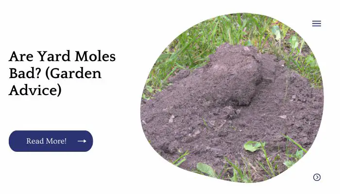 Are Yard Moles Bad? (Garden Advice)