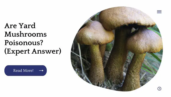 Are Yard Mushrooms Poisonous? (Expert Answer)