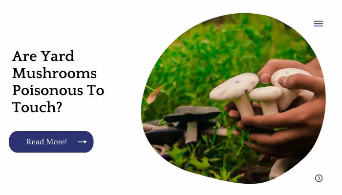 Are Yard Mushrooms Poisonous To Touch?