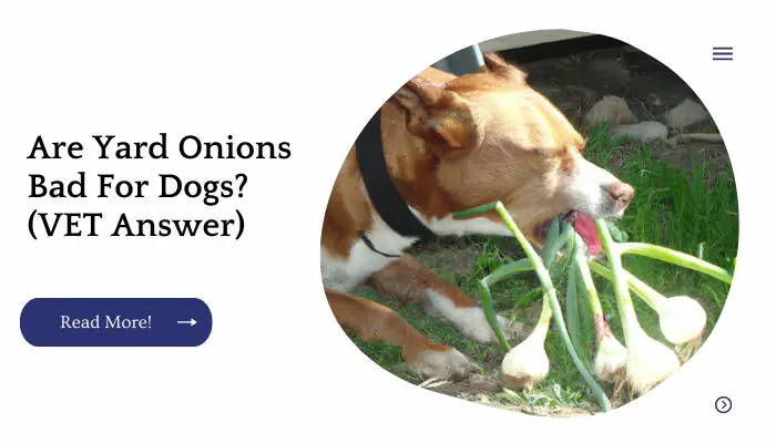 Are Yard Onions Bad For Dogs? (VET Answer)