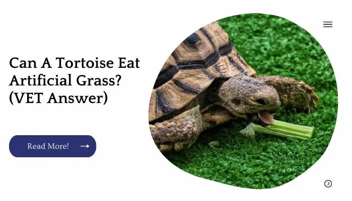 Can A Tortoise Eat Artificial Grass? (VET Answer)