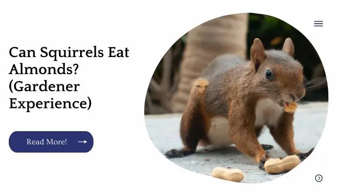 Can Squirrels Eat Almonds? (Gardener Experience)