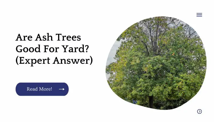 Are Ash Trees Good For Yard? (Expert Answer)