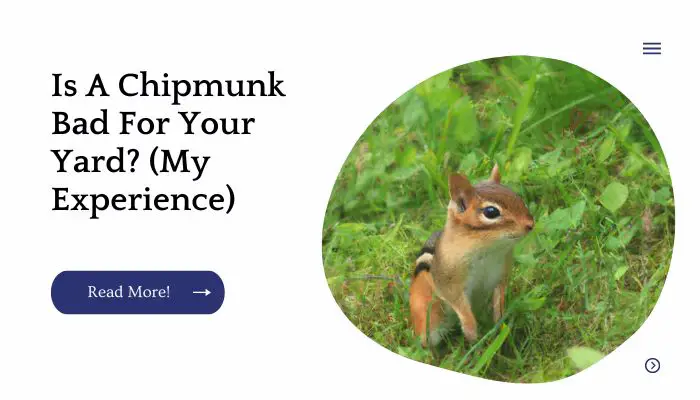 Is A Chipmunk Bad For Your Yard (My Experience)