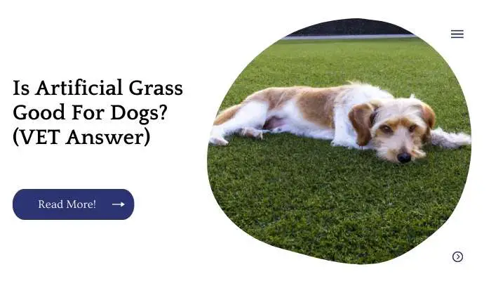 Is Artificial Grass Good For Dogs? (VET Answer)