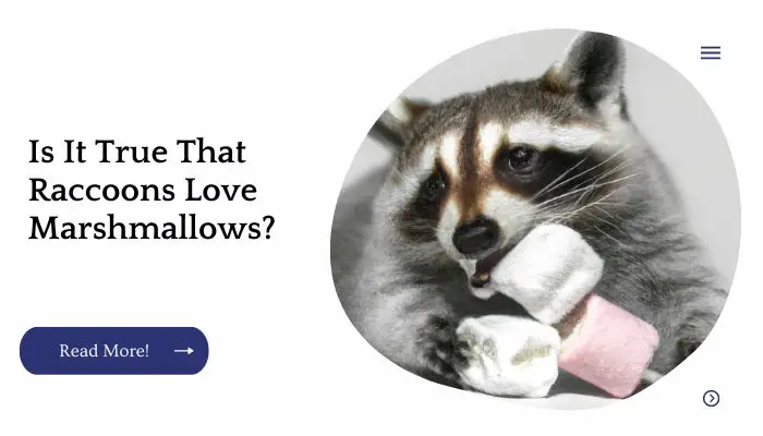 Is It True That Raccoons Love Marshmallows?