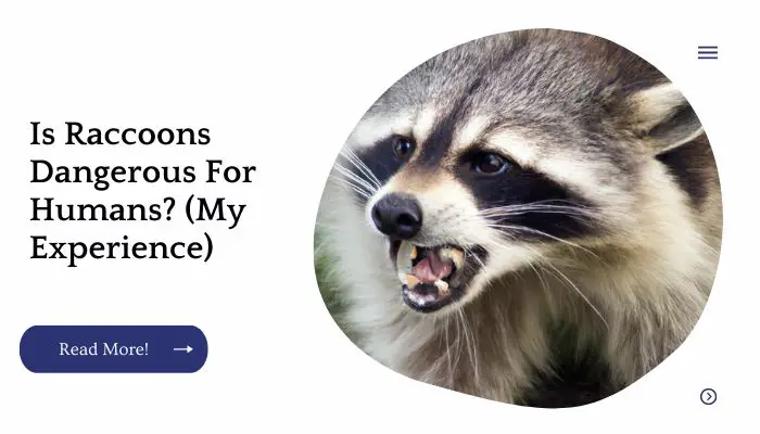 Is Raccoons Dangerous For Humans? (My Experience)