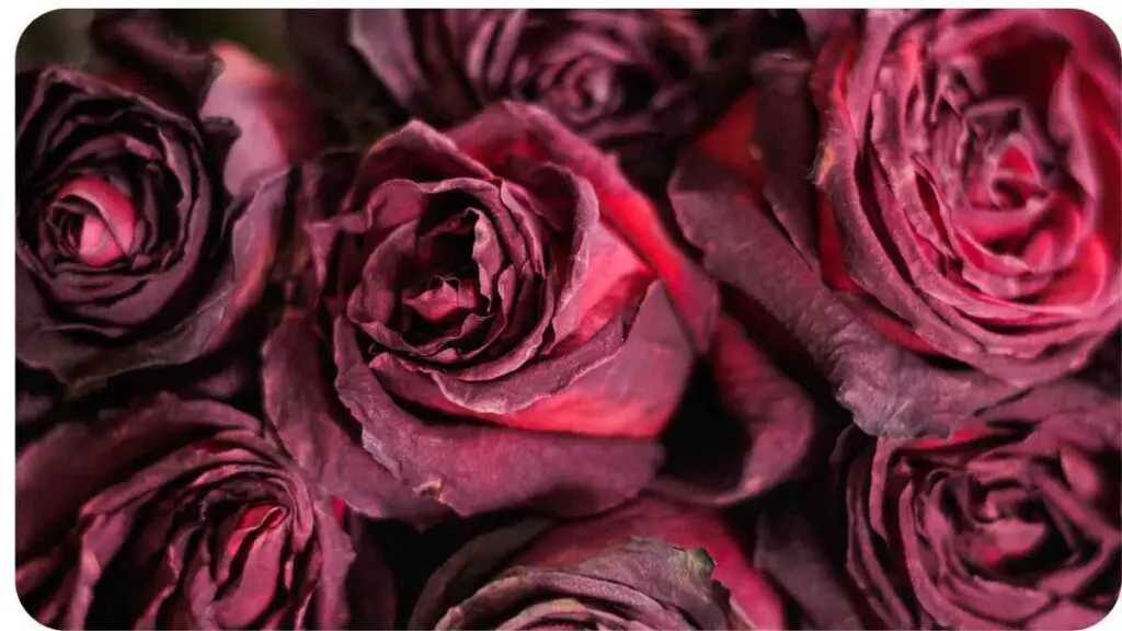 The Impact of Dead Flowers on Health and Home Harmony Unified Yard