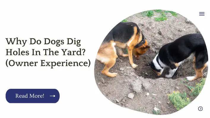Why Do Dogs Dig Holes In The Yard (Owner Experience)