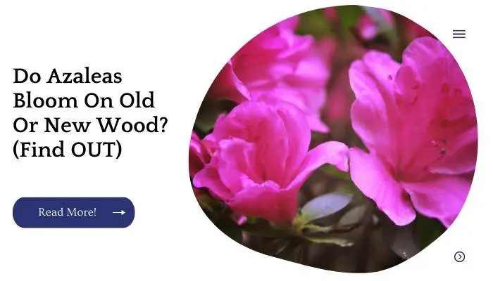 Do Azaleas Bloom On Old Or New Wood? (Find OUT)