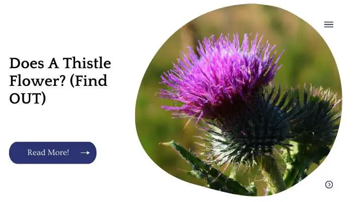 Does A Thistle Flower? (Find OUT)