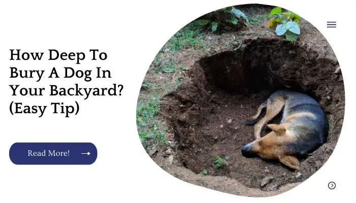 How Deep To Bury A Dog In Your Backyard? (Easy Tip)