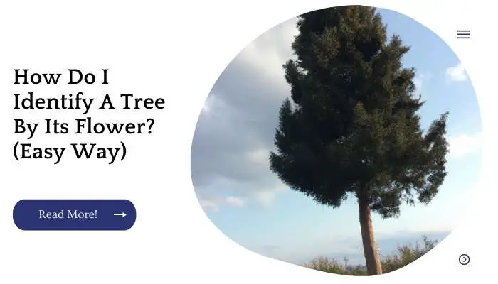 How Do I Identify A Tree By Its Flower? (Easy Way)