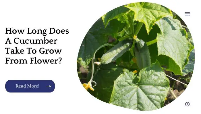 How Long Does A Cucumber Take To Grow From Flower?