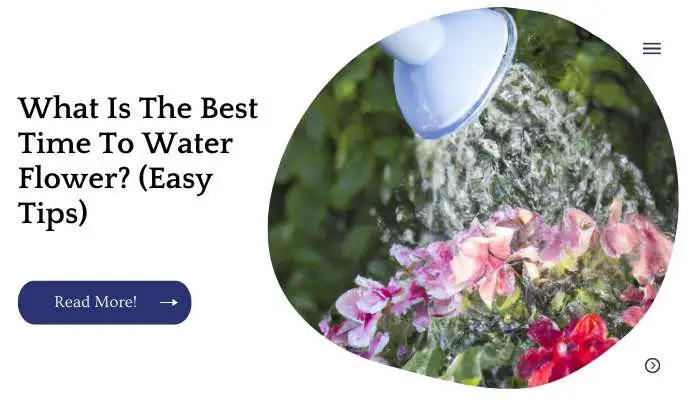 What Is The Best Time To Water Flower? (Easy Tips)