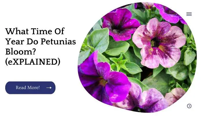 What Time Of Year Do Petunias Bloom? (eXPLAINED)