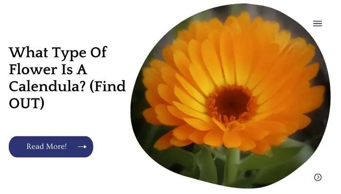 What Type Of Flower Is A Calendula? (Find OUT)