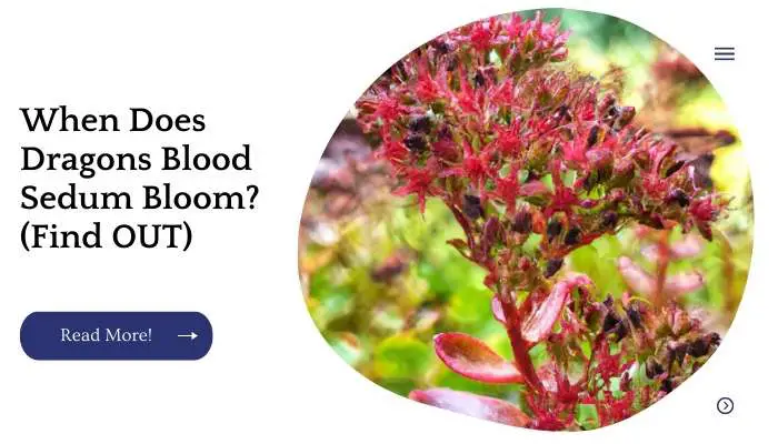 When Does Dragons Blood Sedum Bloom? (Find OUT)