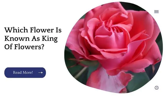Which Flower Is Known As King Of Flowers?