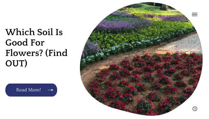 Which Soil Is Good For Flowers? (Find OUT)