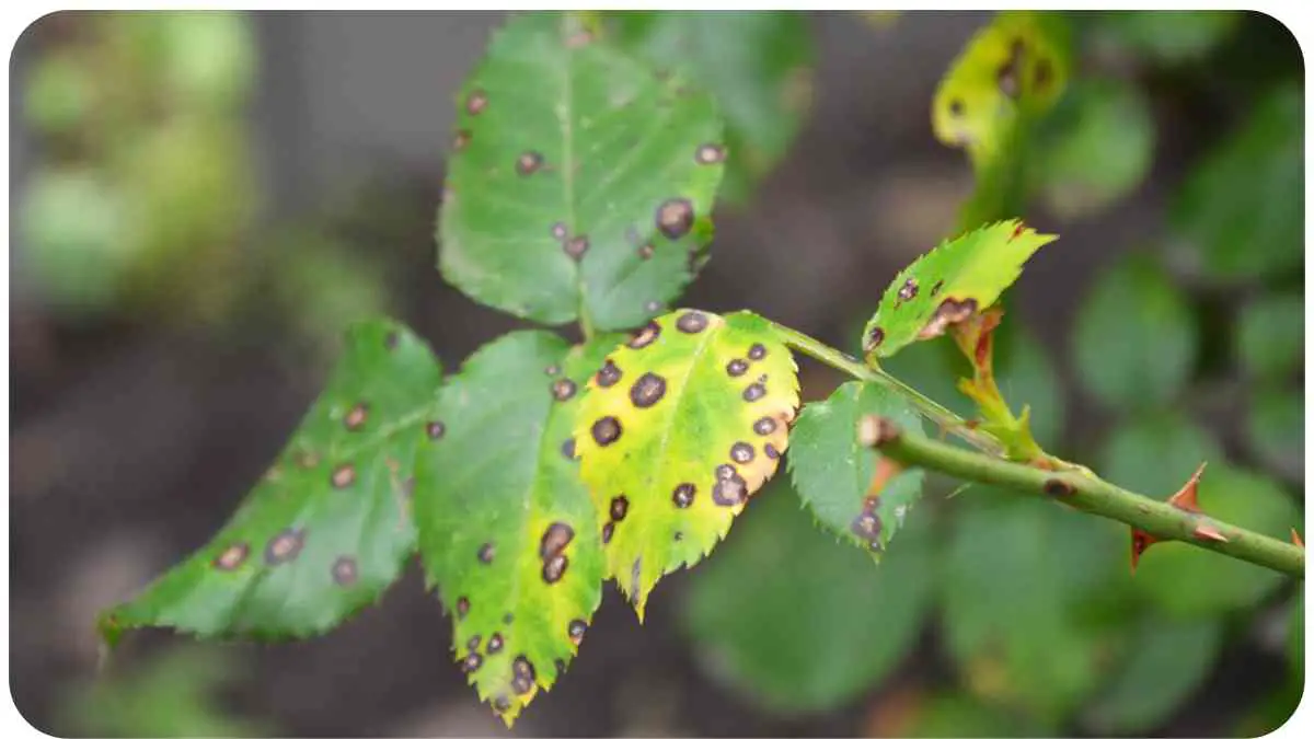Black Spots on Roses: Understanding Causes and Solutions for Healthy Blooms