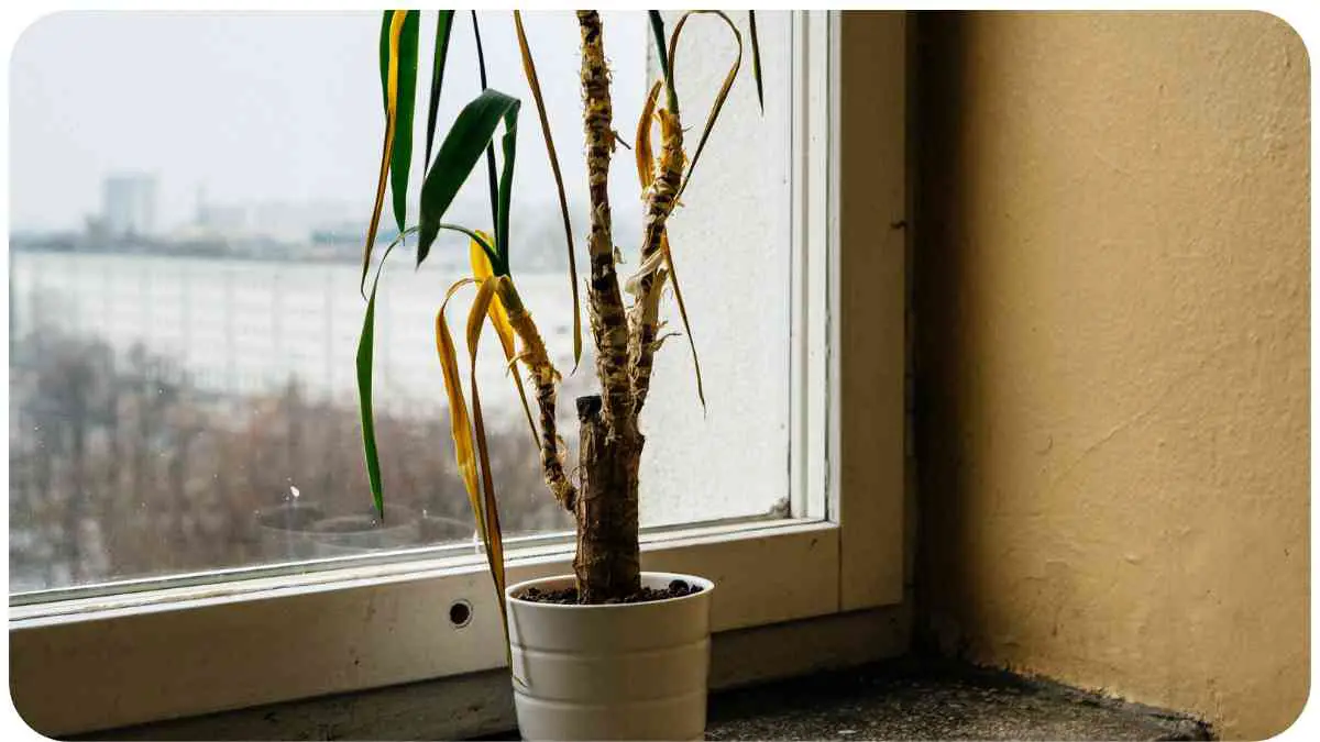 Why Are Your Daffodils Dying Early? A StepbyStep Troubleshooting