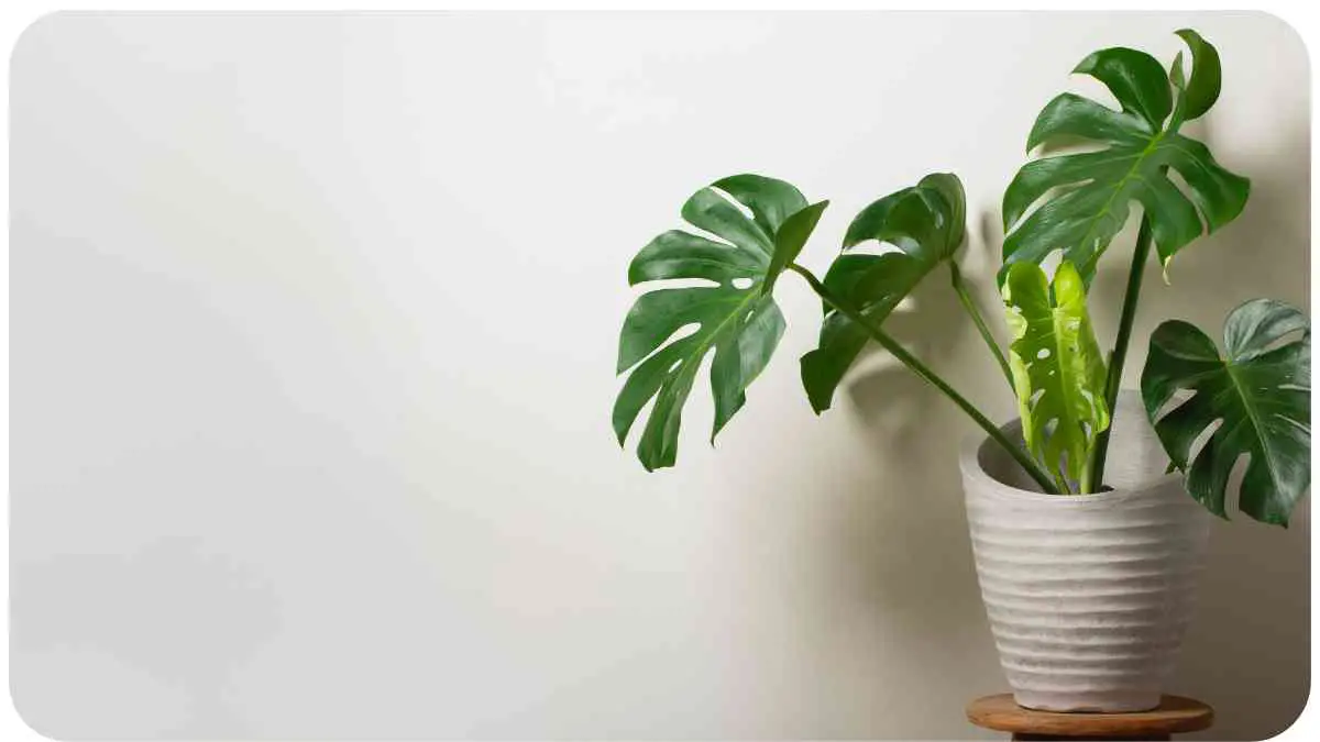 How to Troubleshoot Brown Leaves on Your Monstera A Comprehensive Guide