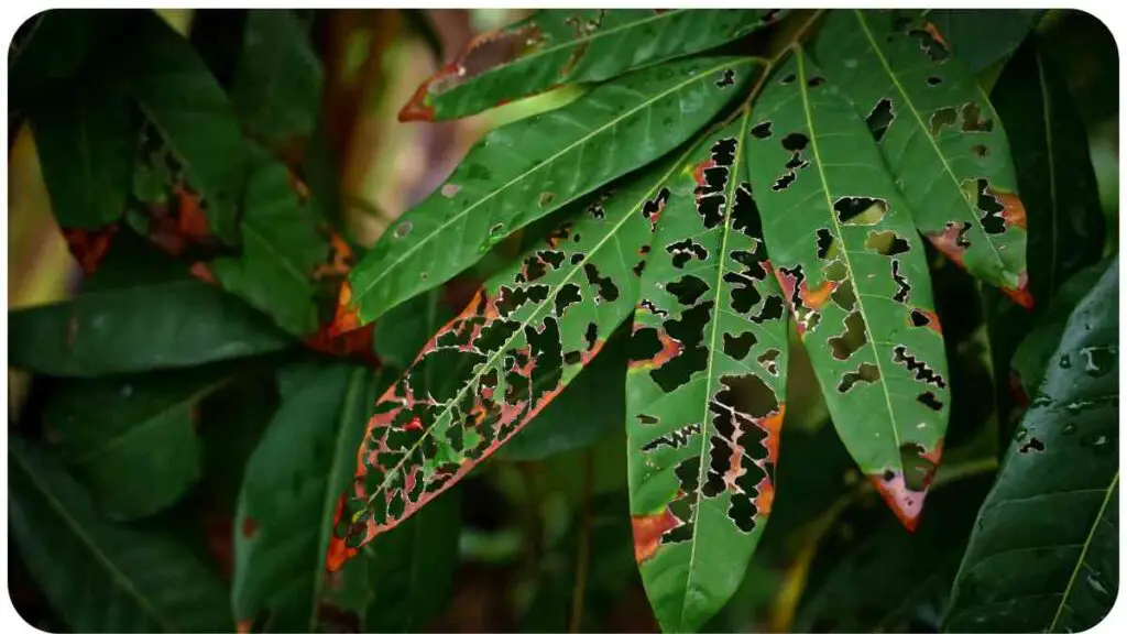 Pesticide Burn 1