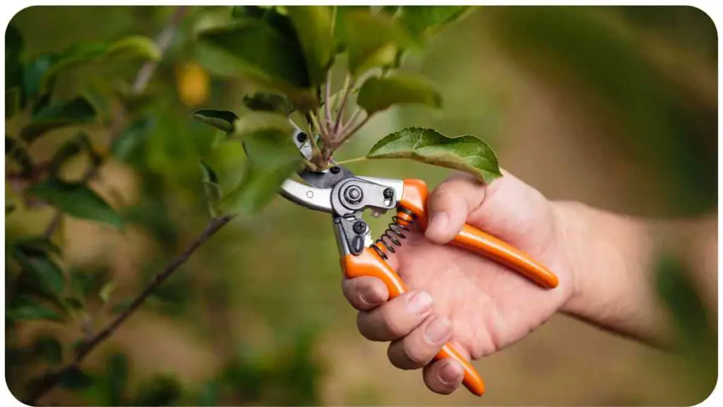 Pruning