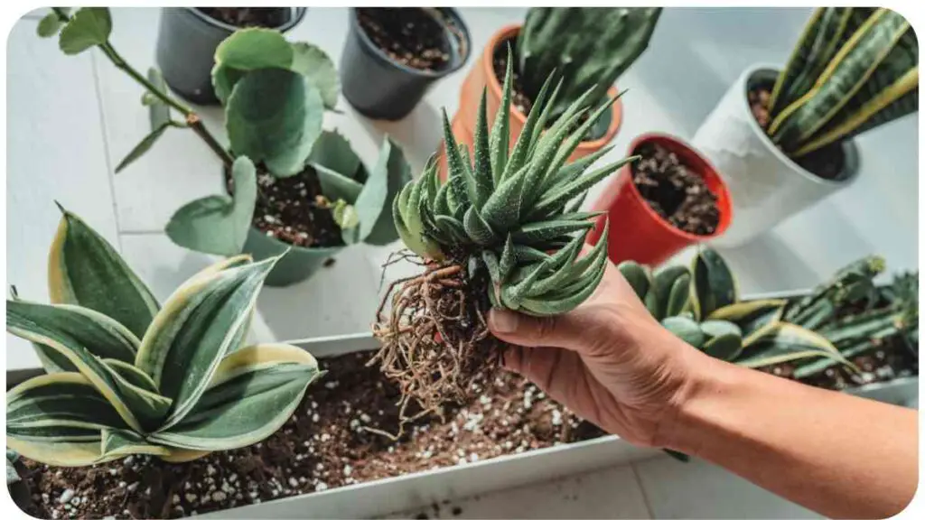 Repotting Your Succulent