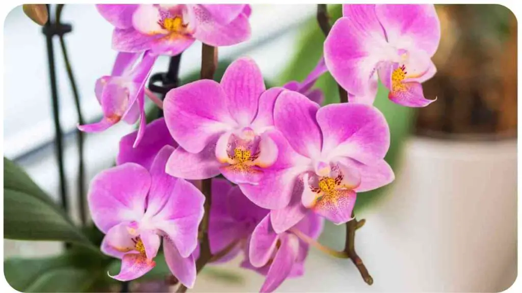 Reviving Your Wilting Orchids Tips and Techniques for Phalaenopsis Lovers 1
