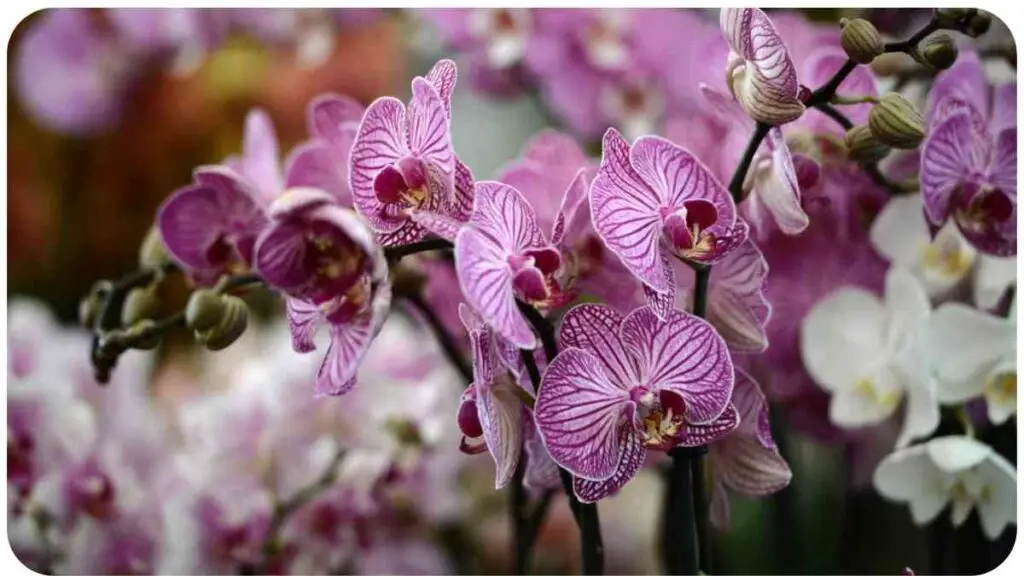 Reviving Your Wilting Orchids: Tips and Techniques for Phalaenopsis Lovers