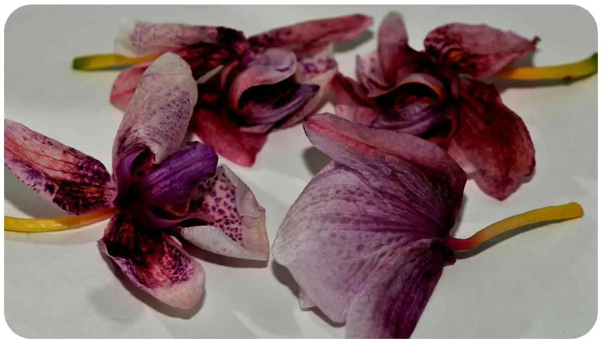 Wilting Orchids: