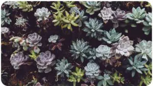 Succulents Drooping