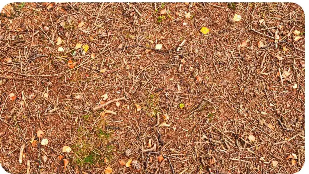 the ground is covered with small twigs and leaves