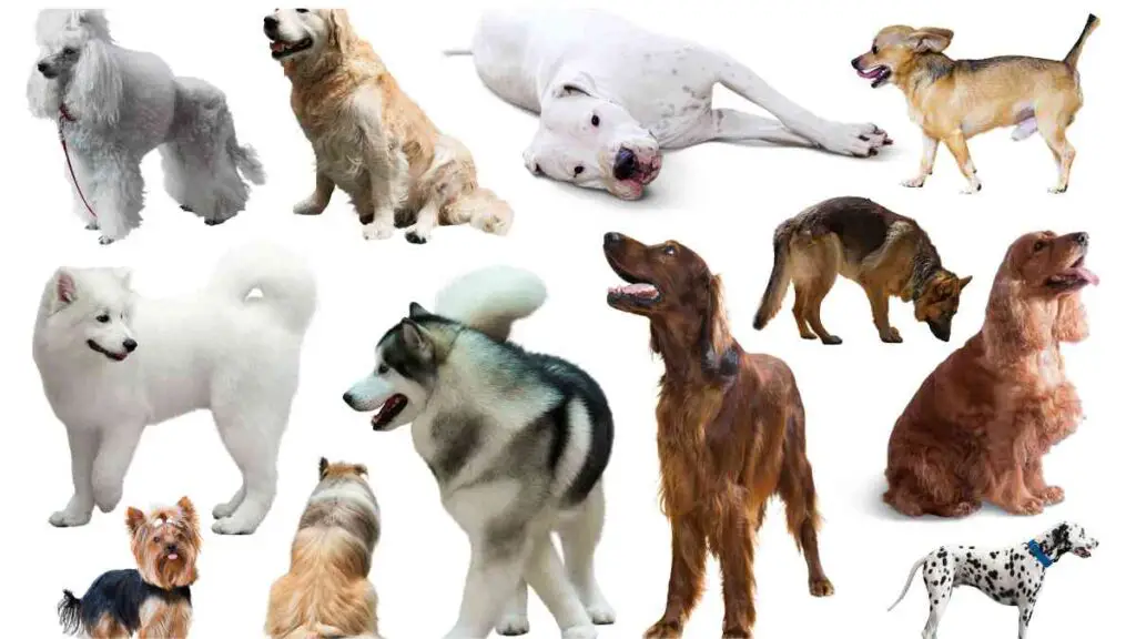 many different types of dogs are shown on a white background.