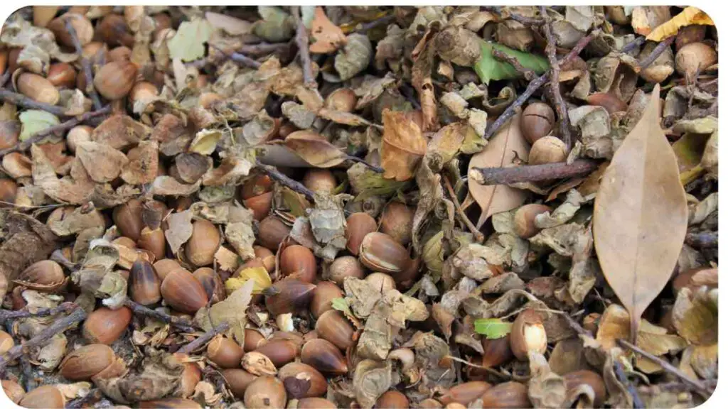 a bunch of nuts and leaves on the ground