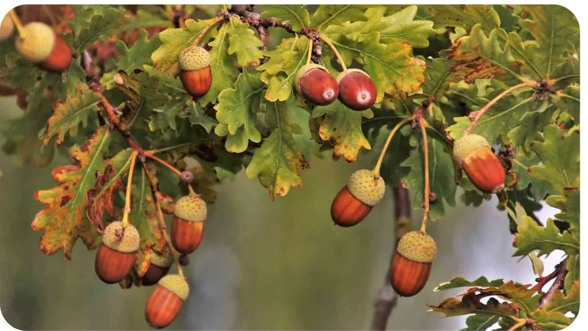 Considering Planting Acorn Trees? Know the Pros and Cons First