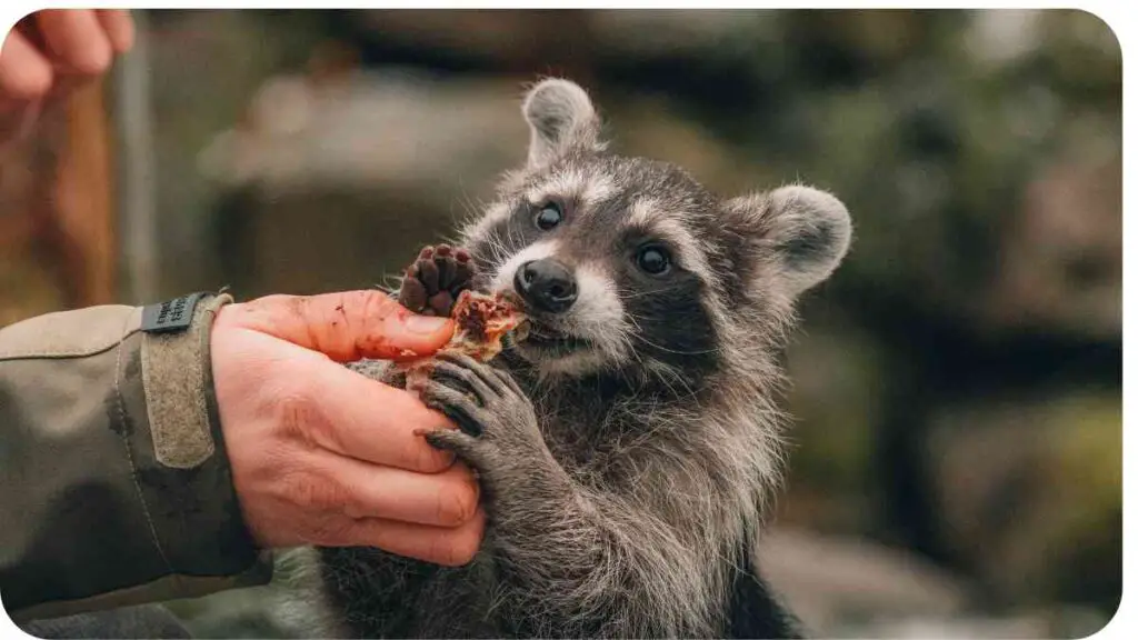 a raccoon is being fed by a person